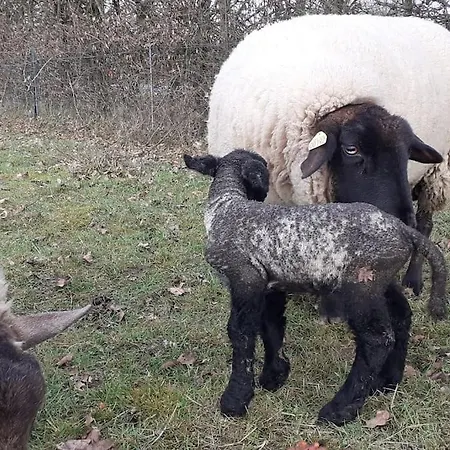 Fenetre A La Campagne Апартаменты Saint-Desir