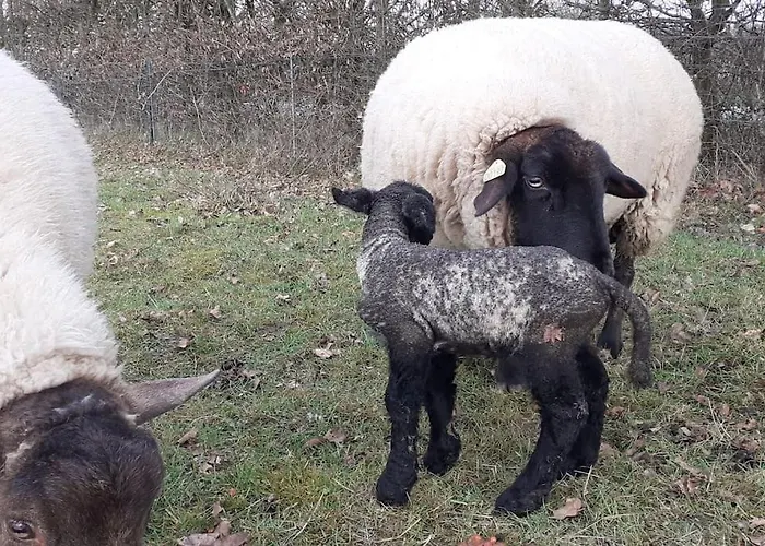 Fenetre A La Campagne Apartment Saint-Desir